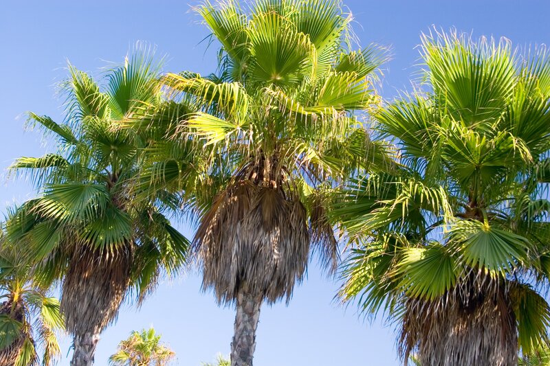Palm trees against blue sky