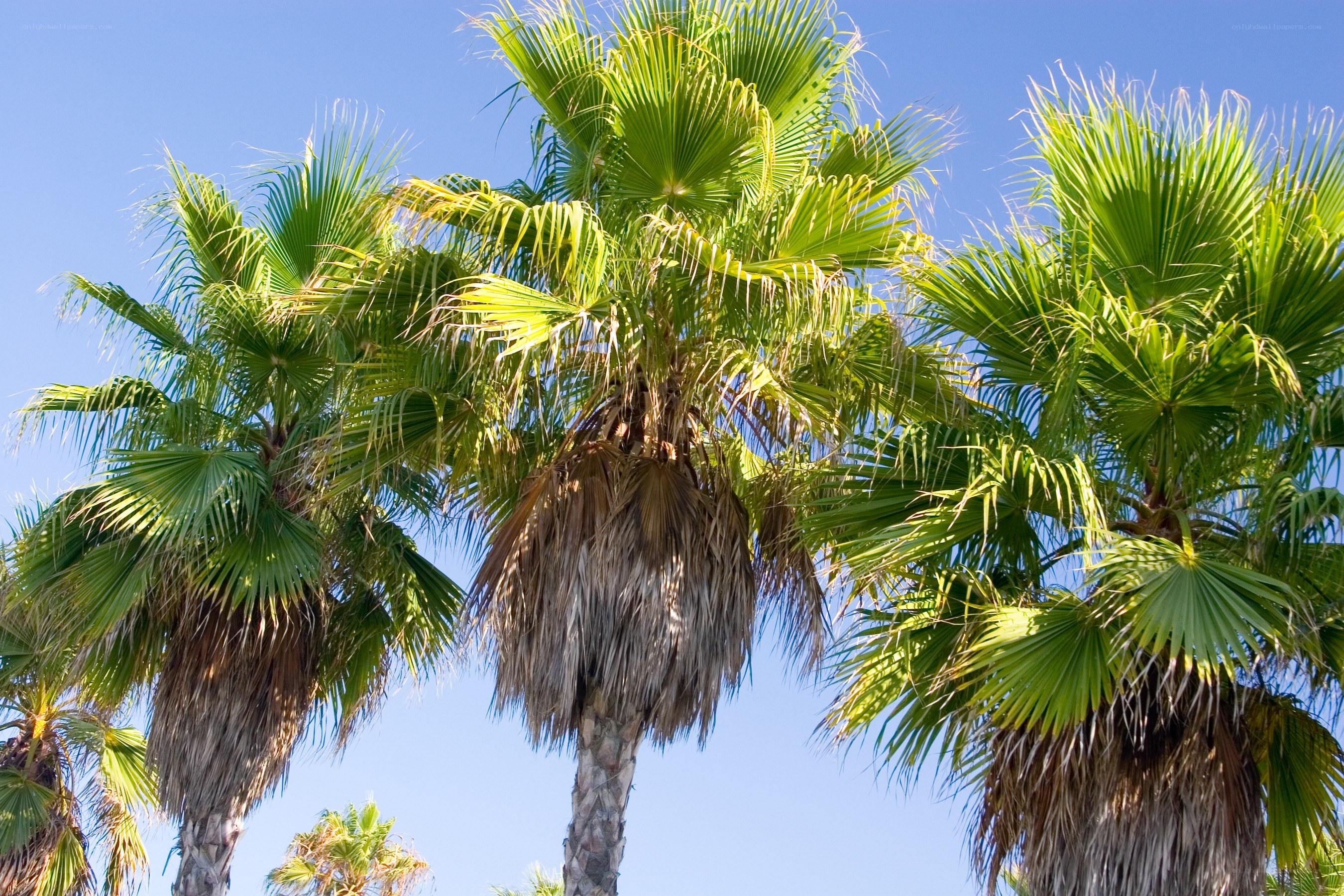 Palm trees against blue sky