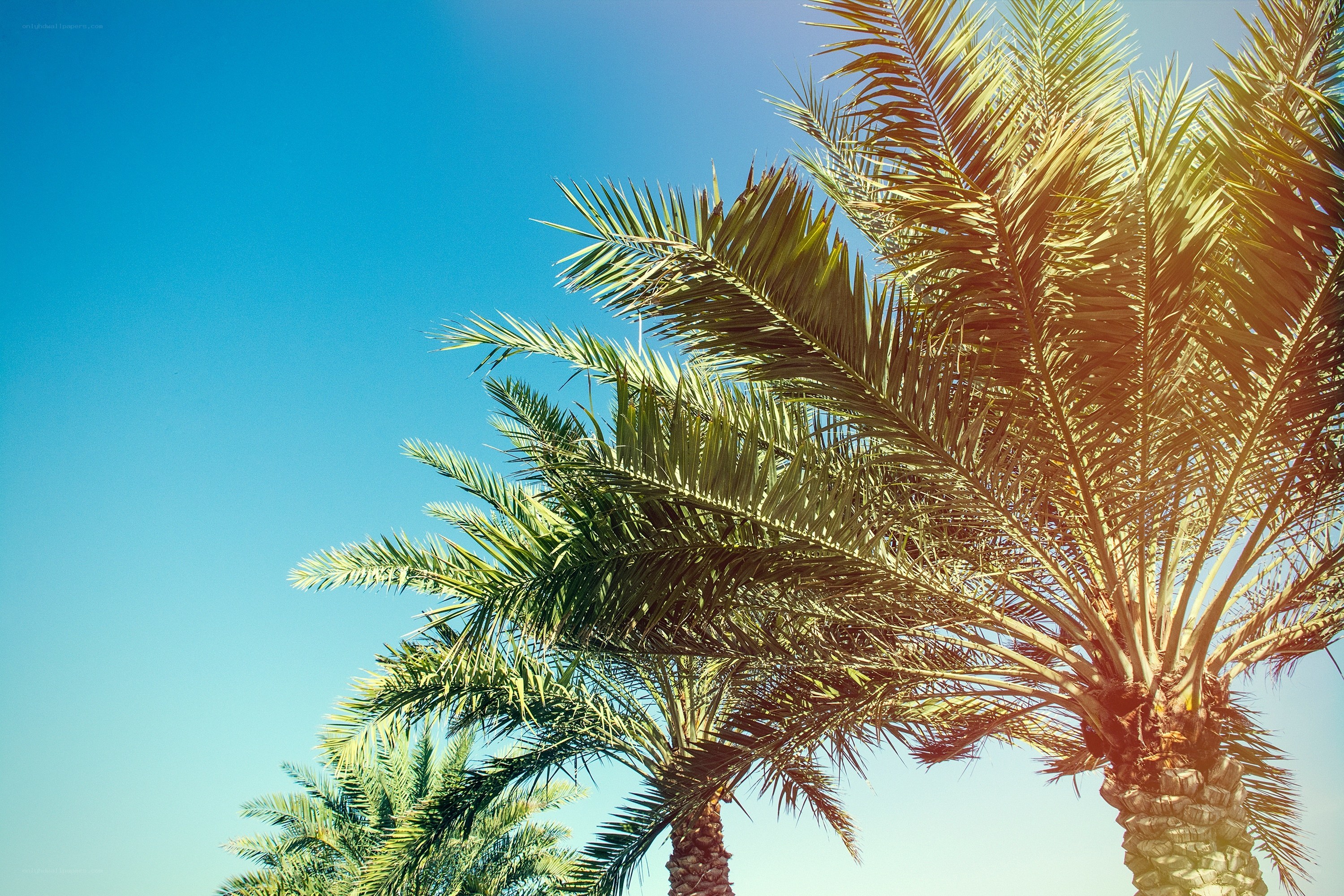 Palm trees against blue sky