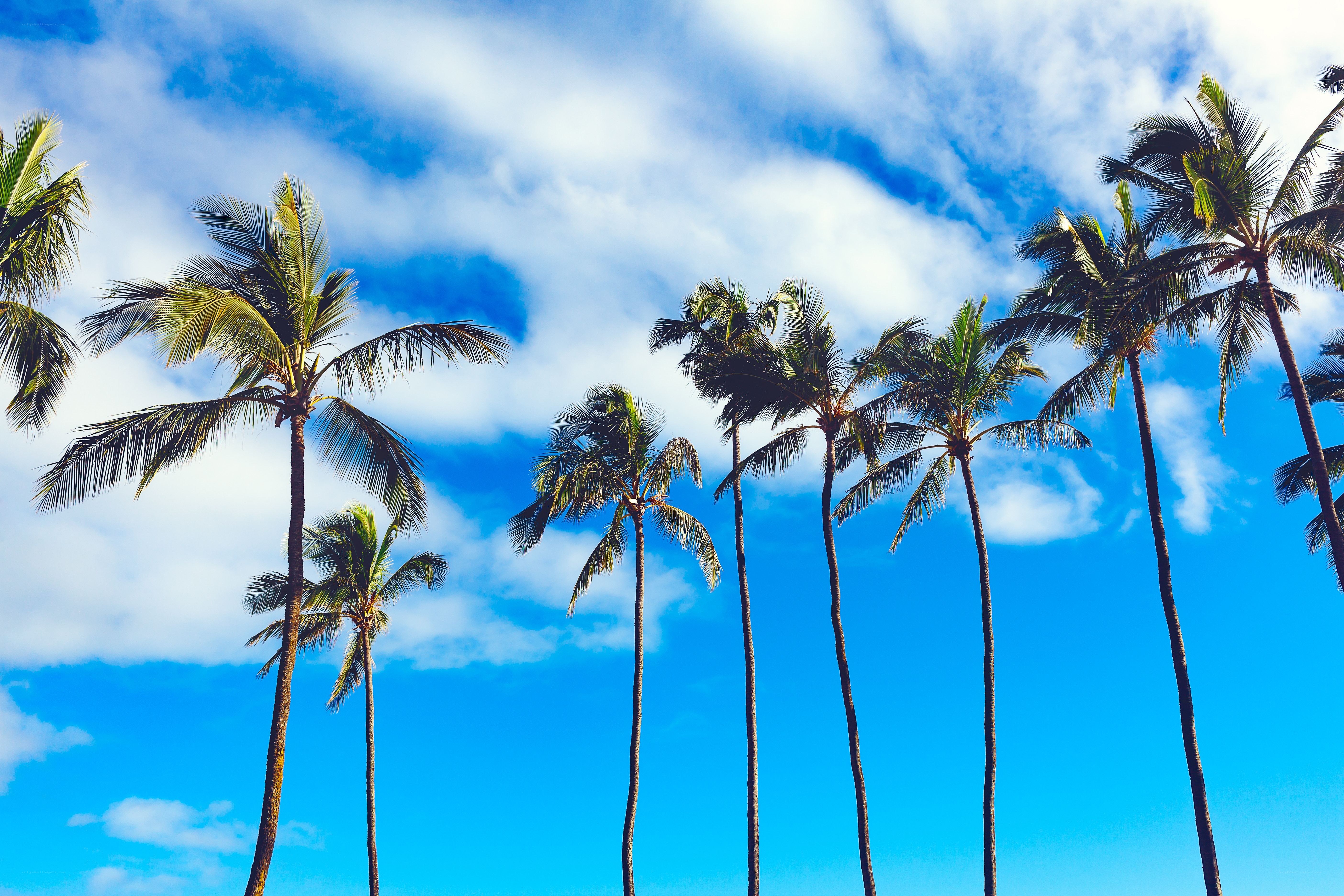Palm trees against blue sky