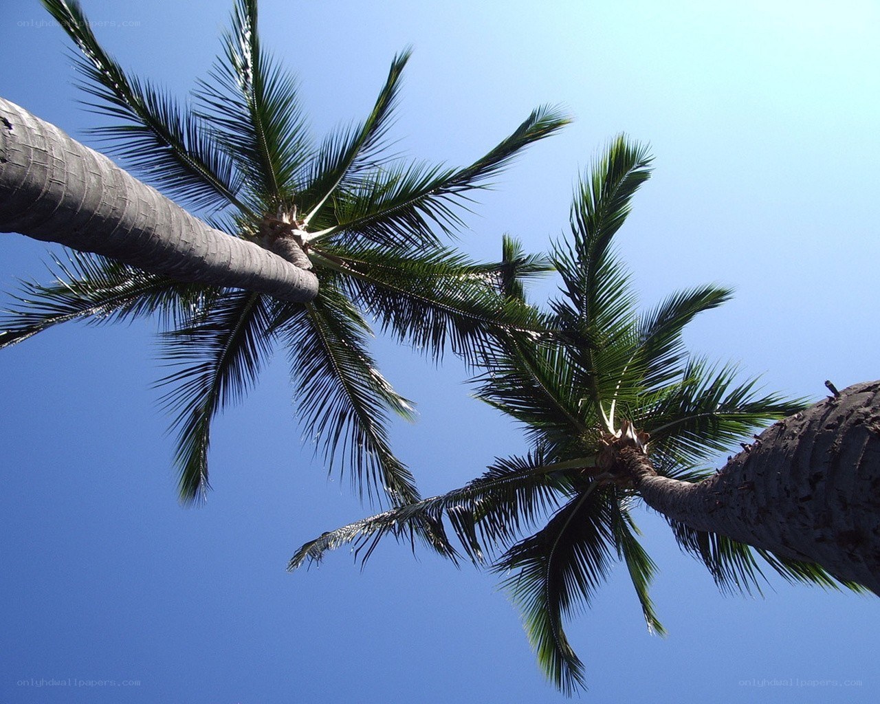 Palm trees against blue sky