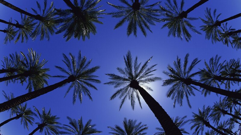 Palm trees against blue sky