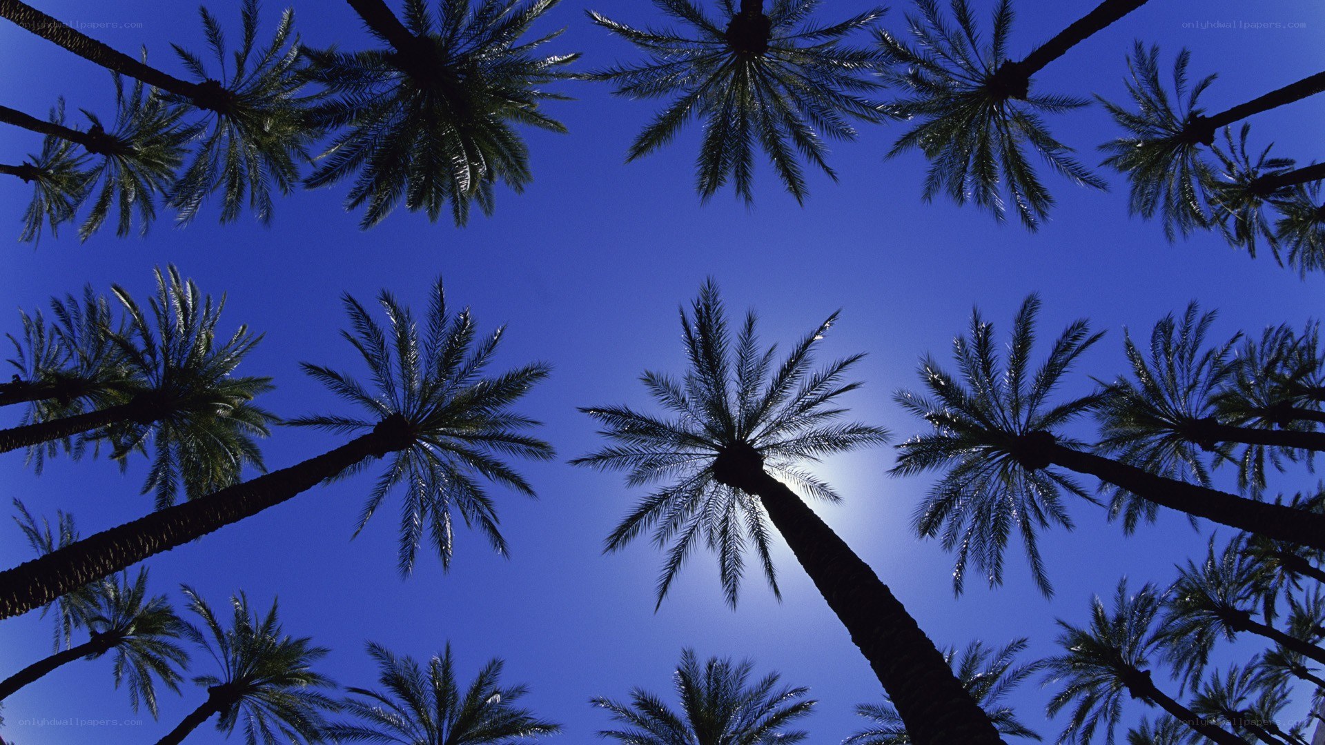 Palm trees against blue sky