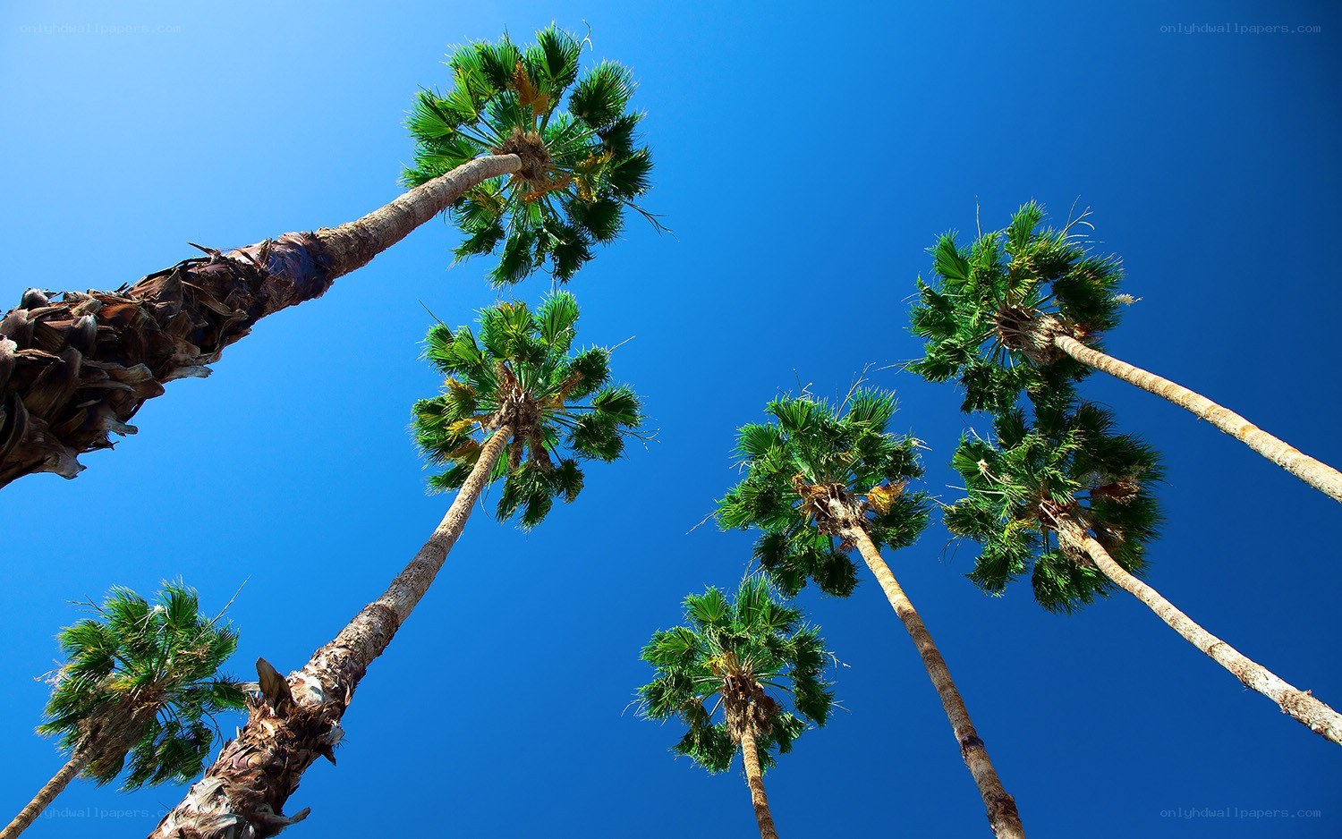 Palm trees against blue sky