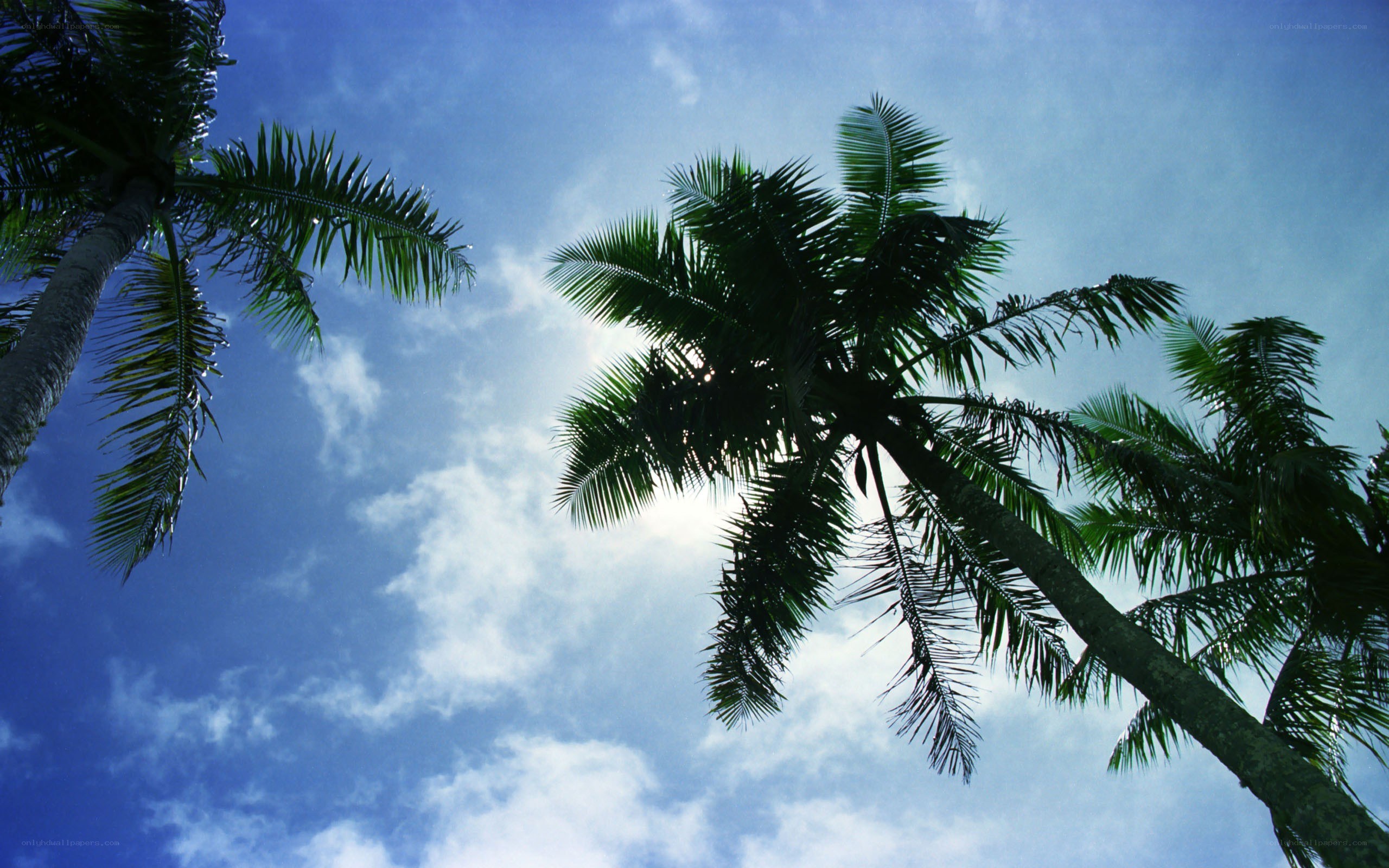 Palm trees against blue sky