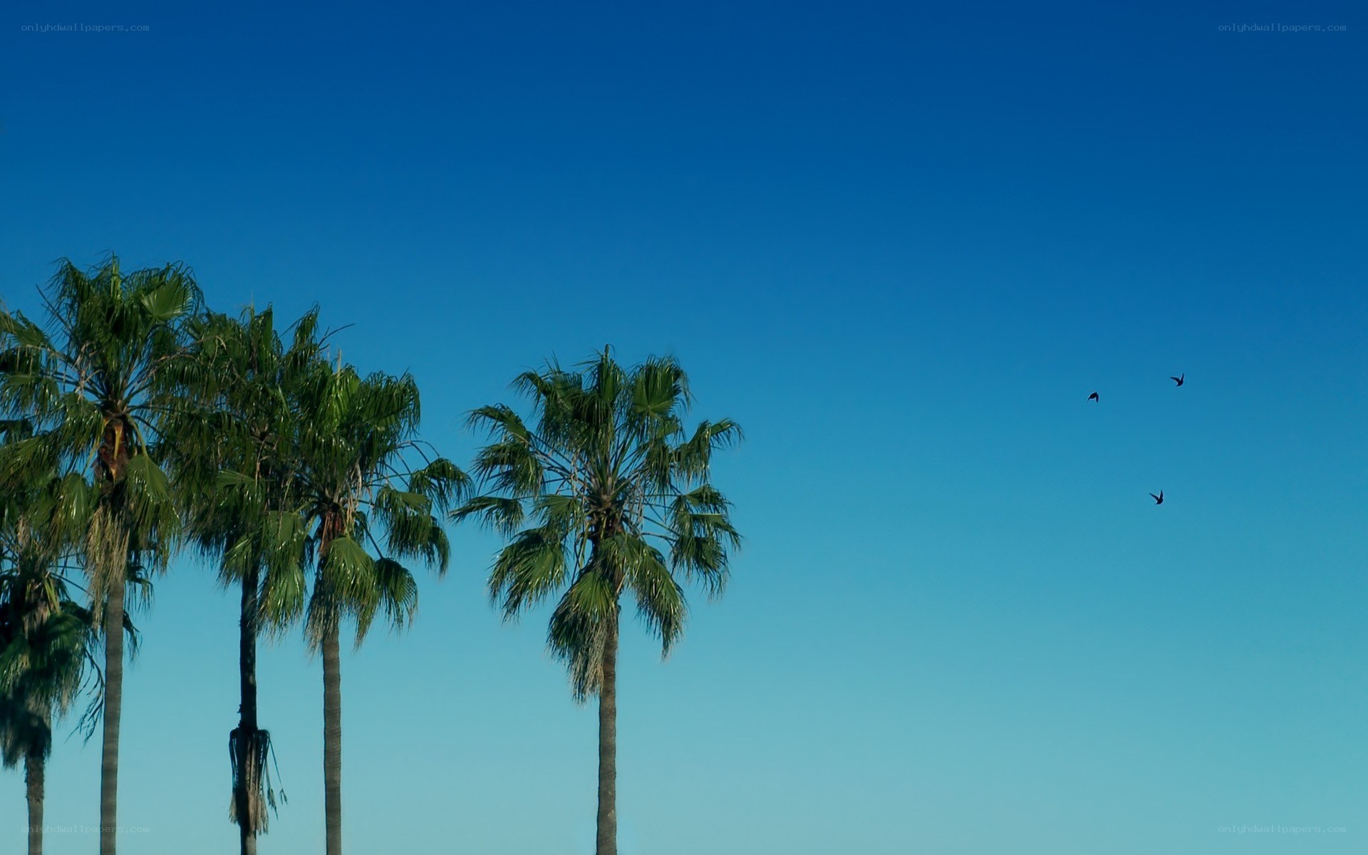 palm trees against blue sky