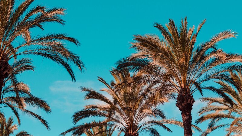 Palm Trees Against Blue Sky — Serene, Afternoon, Photograph, Clouds