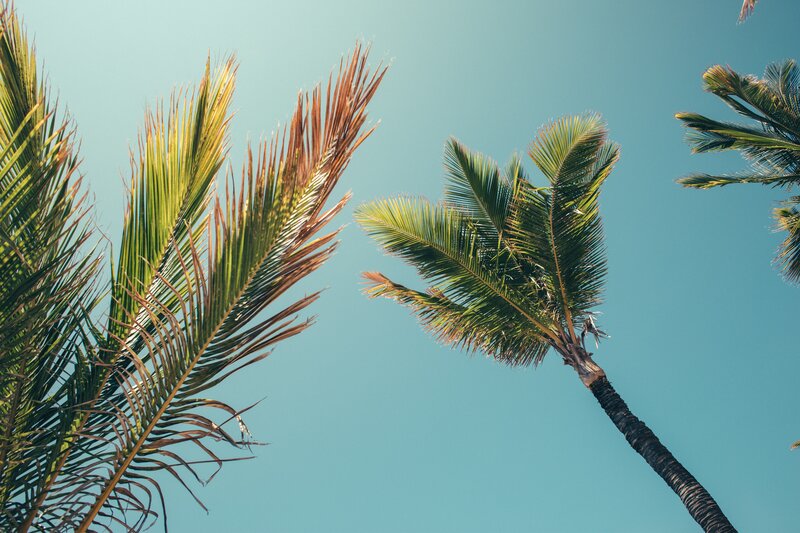Palm Trees Against Blue Sky — Serene, Afternoon, Photograph, Leaves