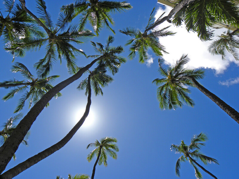 Palm Trees Against Blue Sky — Serene