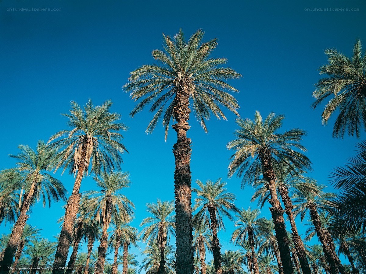 Palm trees against blue sky