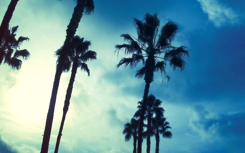 Palm Trees Against Sky — Blue, Dramatic