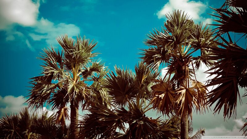 Palm Trees Against Sky — Blue, Serene, Afternoon