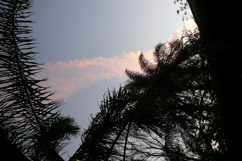 Palm Trees Against Sky — Blue, Serene