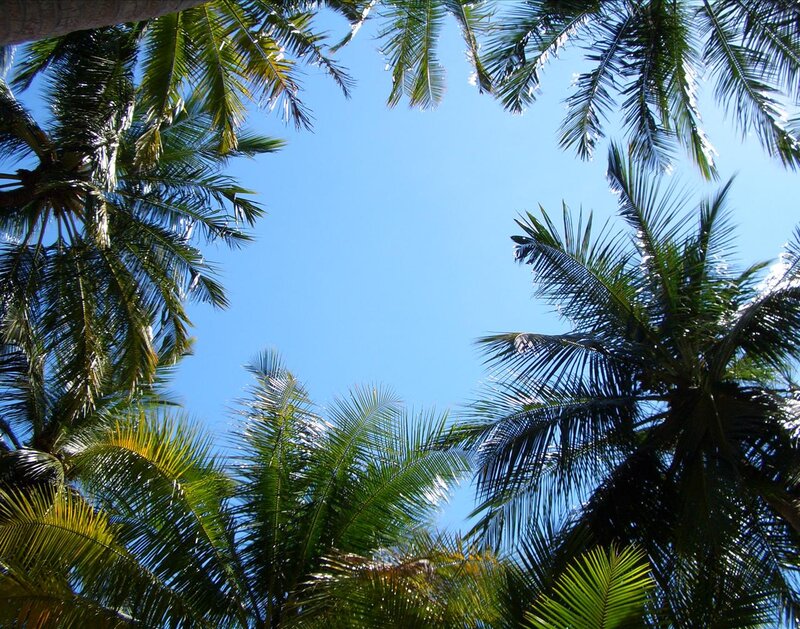 Palm Trees Against Sky — Blue