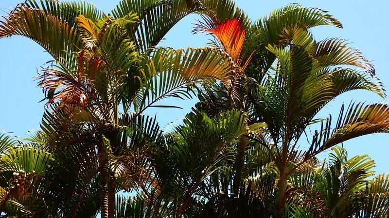 Palm Trees Against Sky — Green, Serene