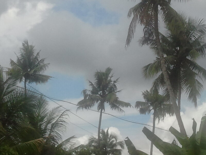 Palm Trees Against Sky — Green