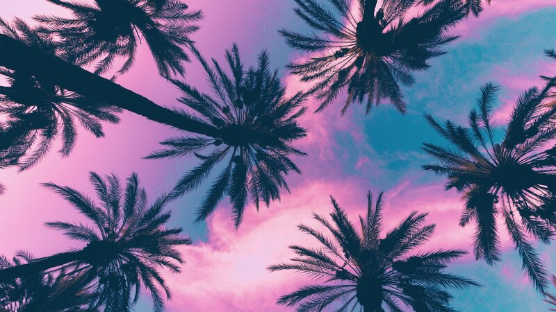 Palm Trees Against Sky — Pink