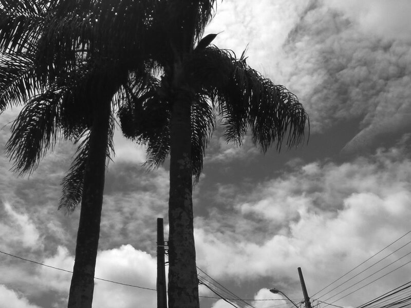 Palm Trees Against Sky