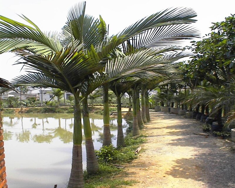 Palm trees along a pond path