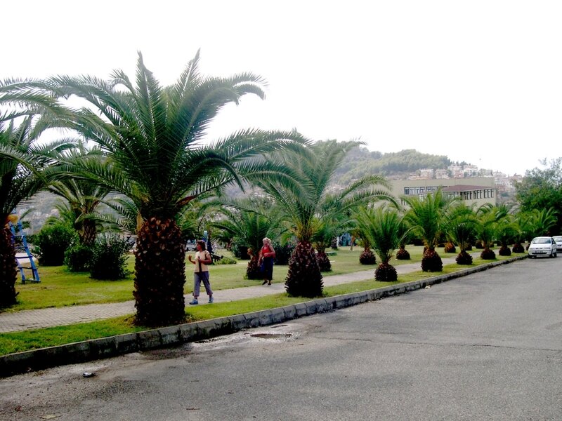 Palm trees along a road