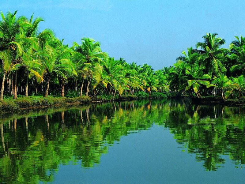 Palm Trees Along River