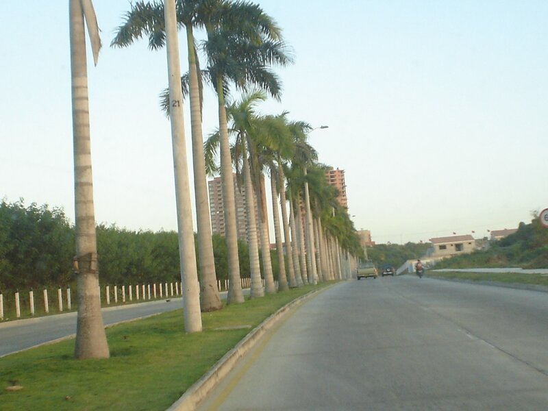 Palm Trees Along Road