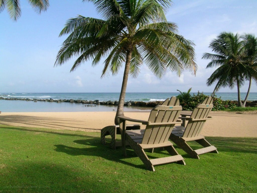 Palm trees and beach chairs