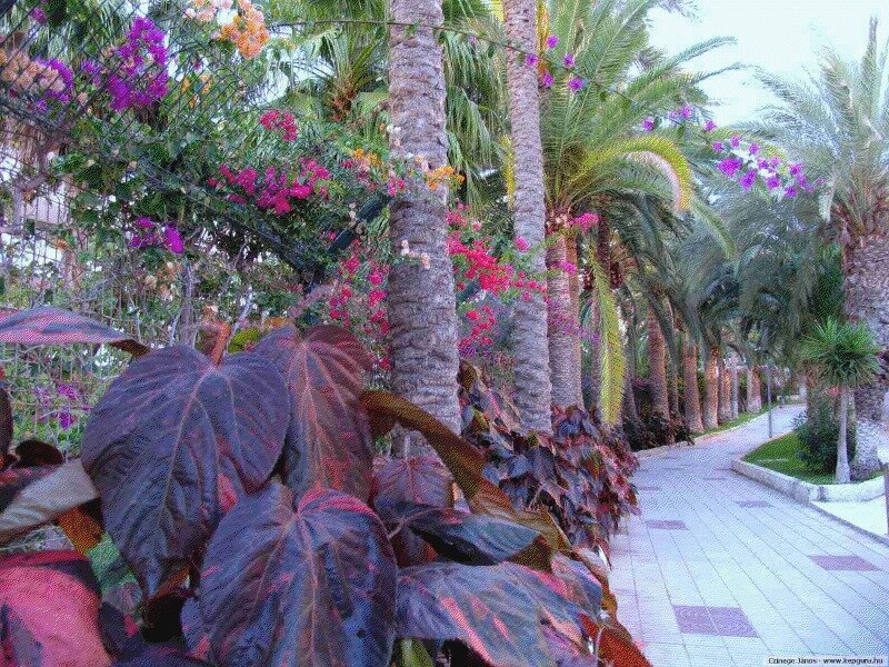 Palm Trees and Bougainvillea