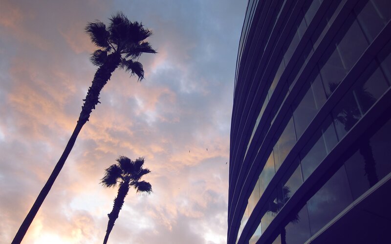 Palm Trees and Building — Purple