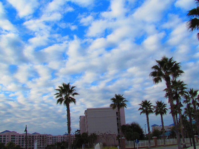 Palm Trees and Buildings — Blue