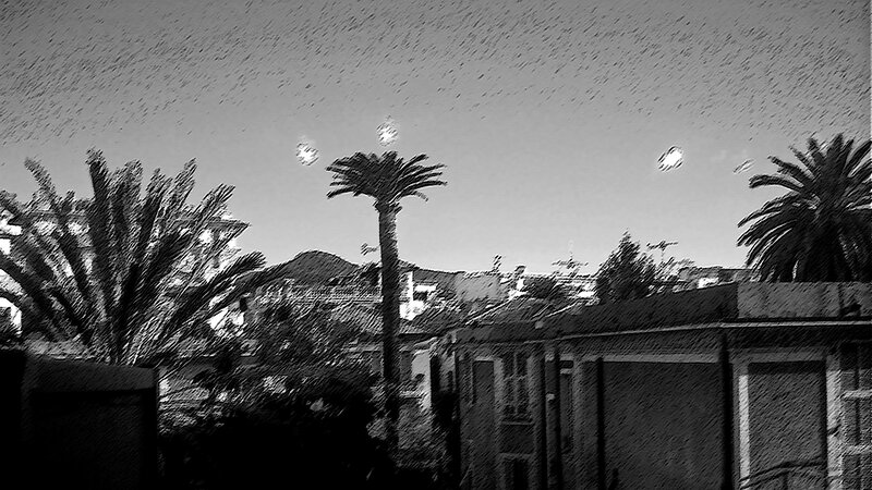 Palm Trees and Buildings