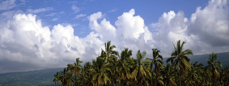 Palm Trees and Clouds