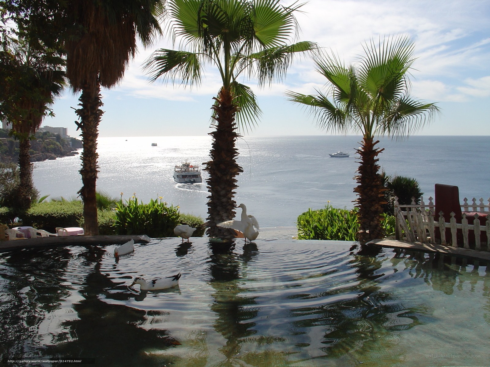 Palm trees and ducks by the sea