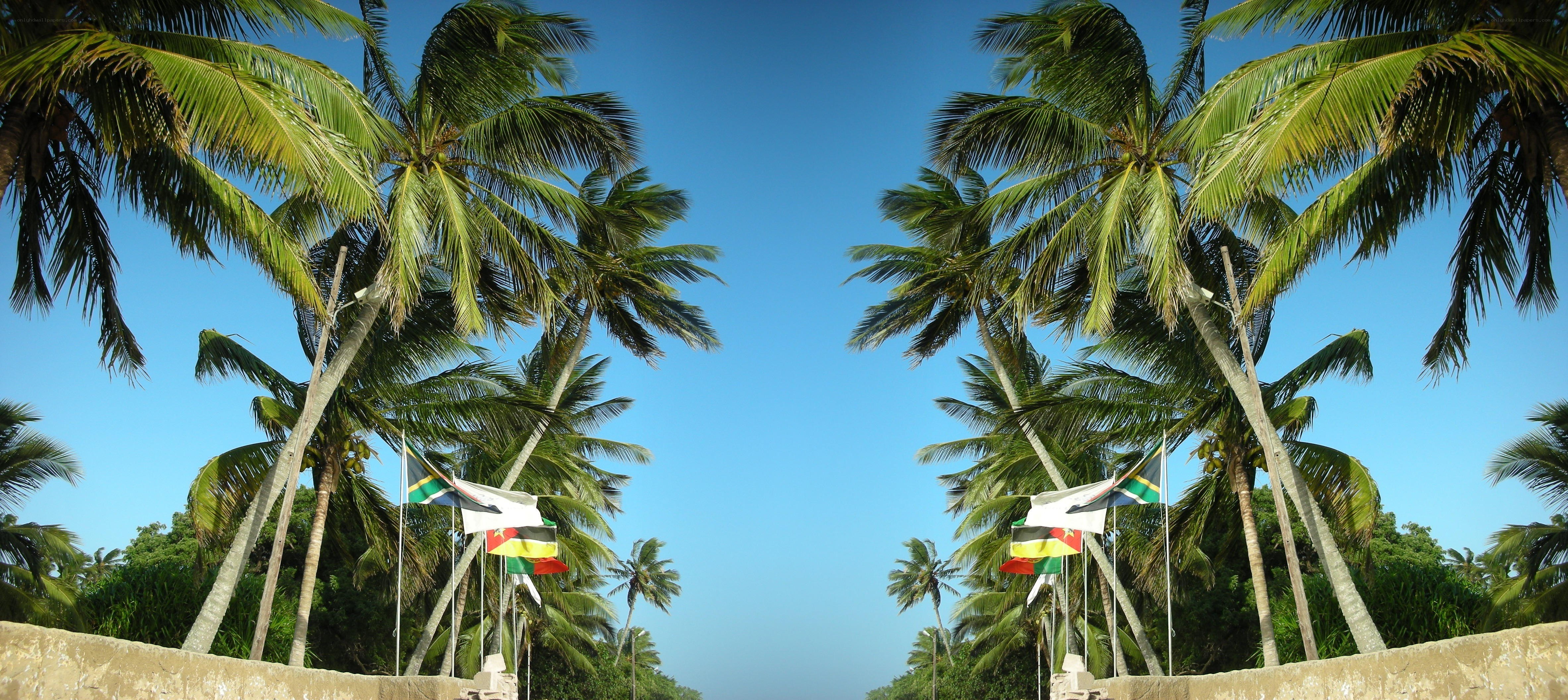 Palm trees and flags at a tropical location