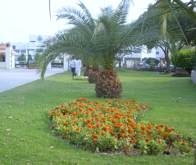 Palm trees and flowers in a park