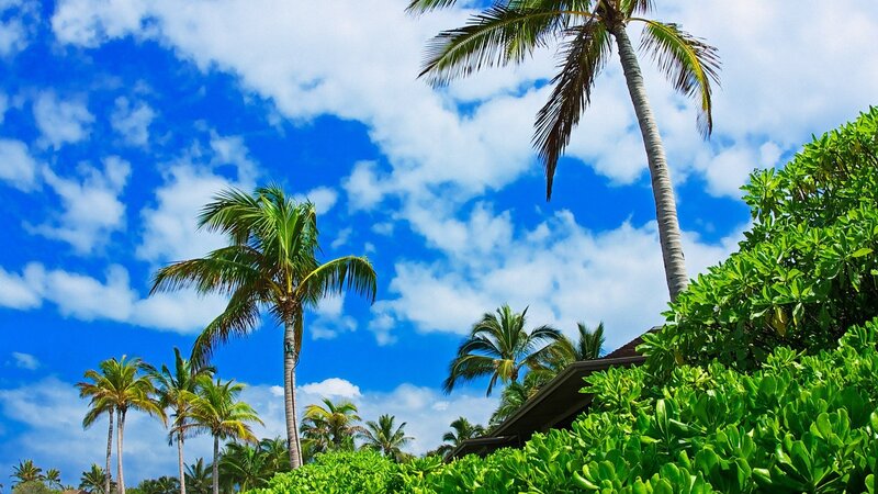 Palm Trees and Foliage — Blue