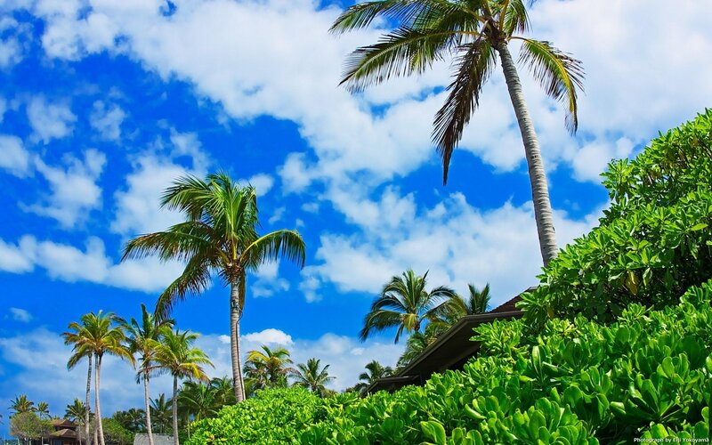 Palm Trees and Foliage