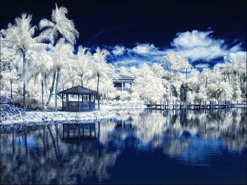 Palm Trees and Gazebo