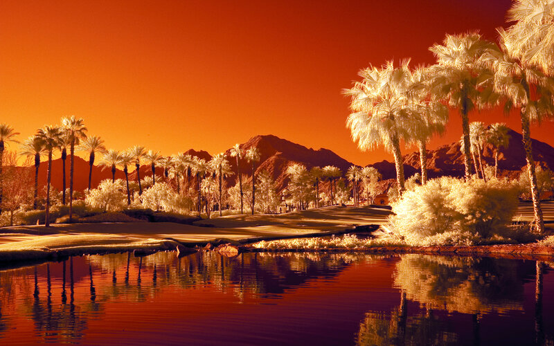 Palm Trees and Golf Course