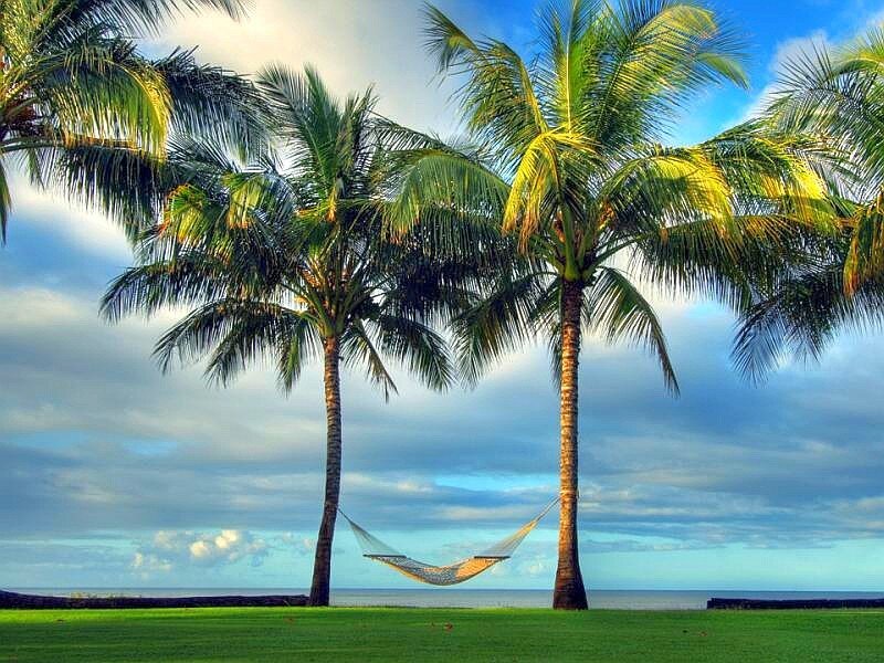 Palm trees and hammock by the sea