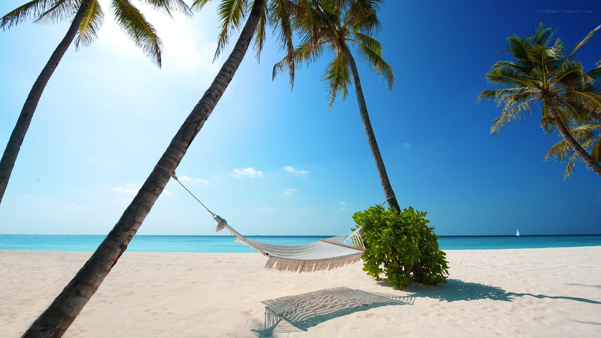 Palm trees and hammock on beach