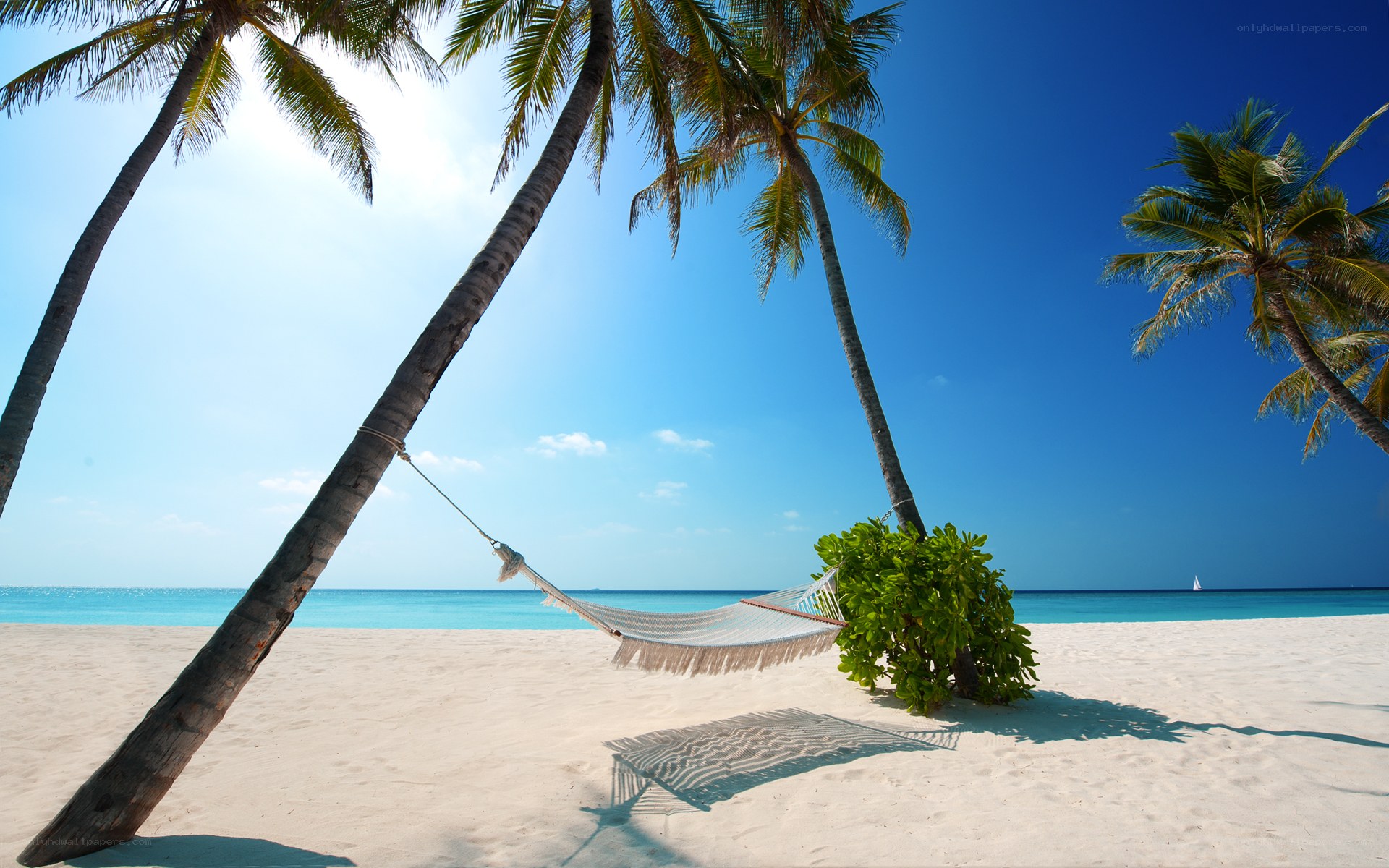 Palm trees and hammock on beach