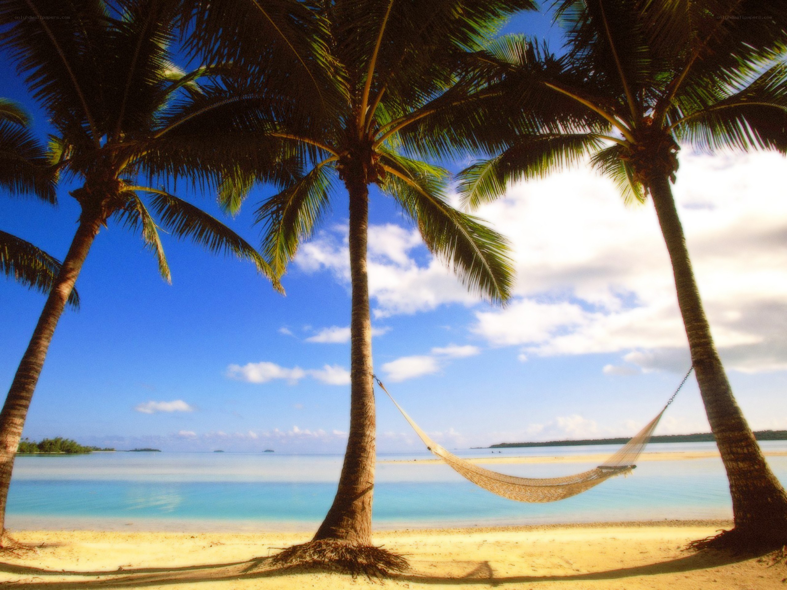 Palm trees and hammock on beach