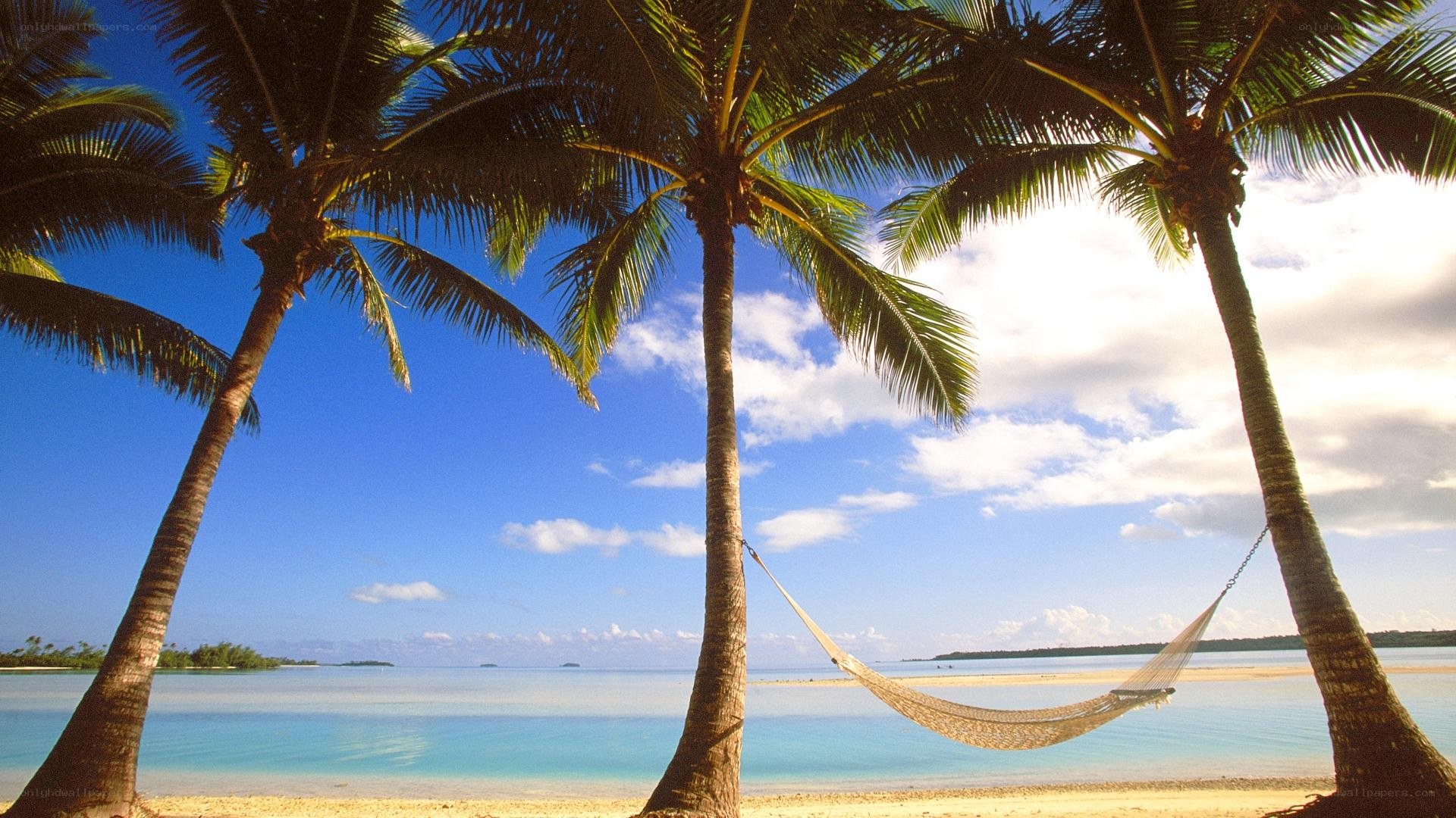 Palm trees and hammock on beach