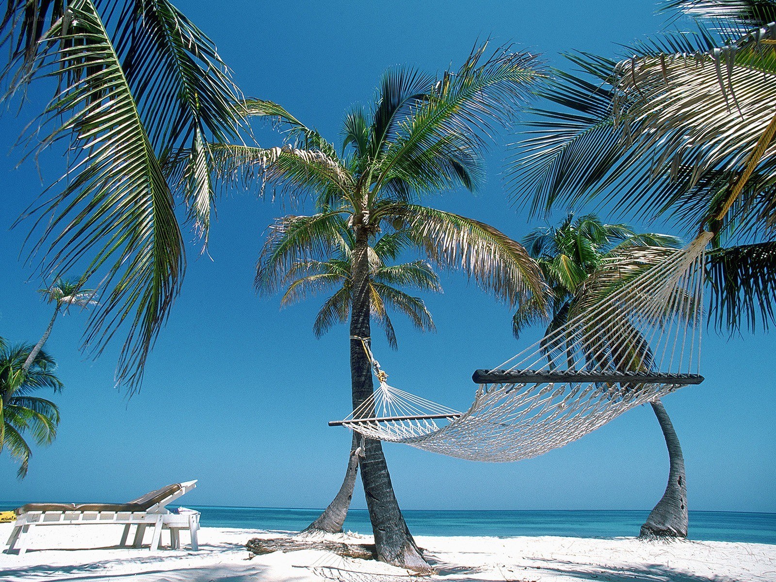 Palm trees and hammock on beach