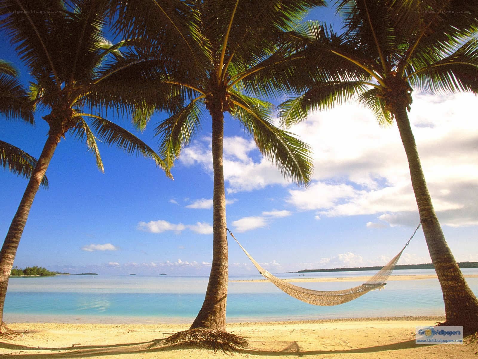 Palm trees and hammock on beach