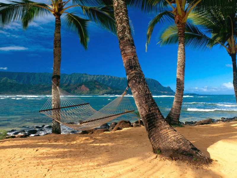 Palm trees and hammock on beach