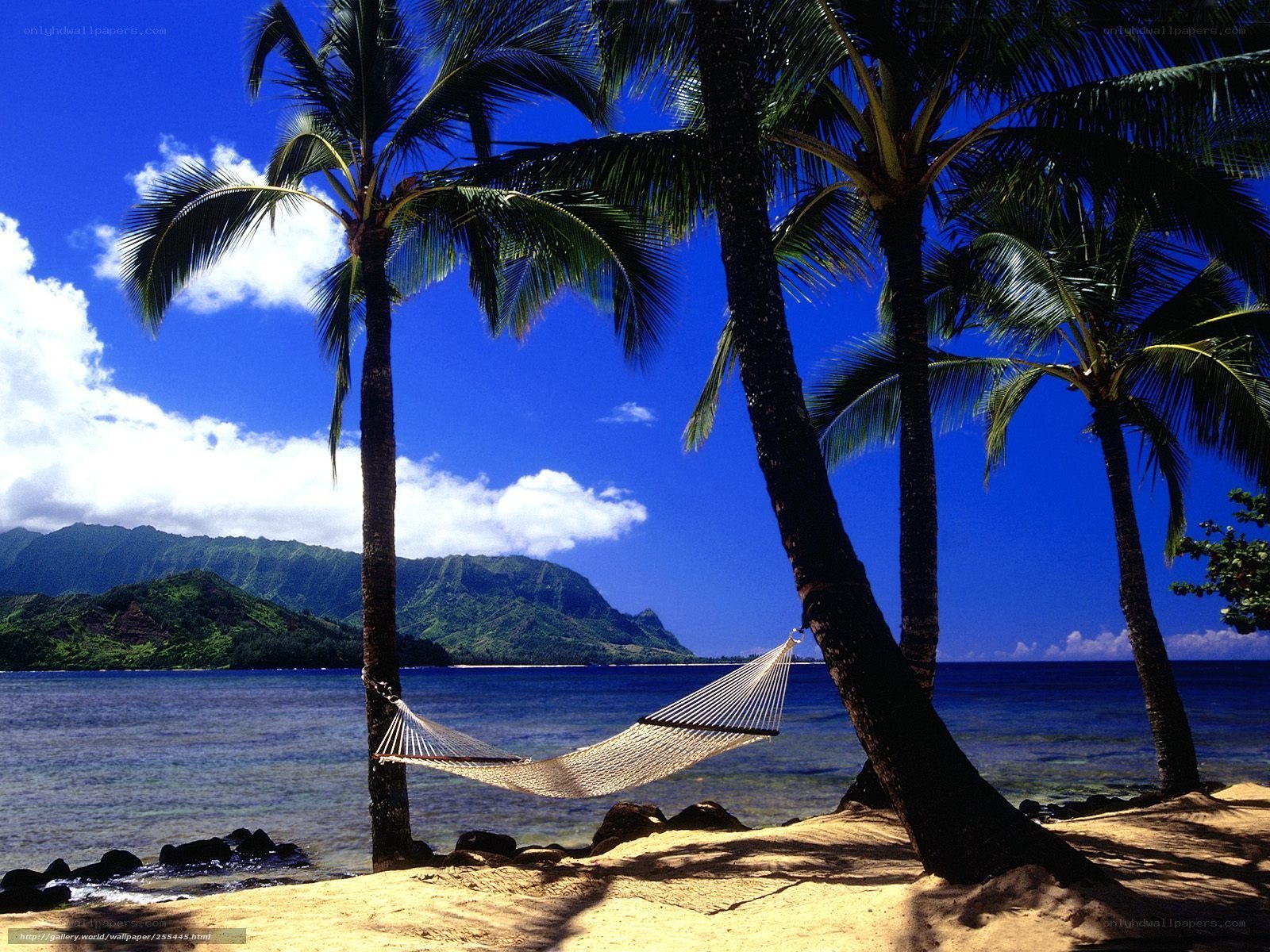 Palm trees and hammock on beach