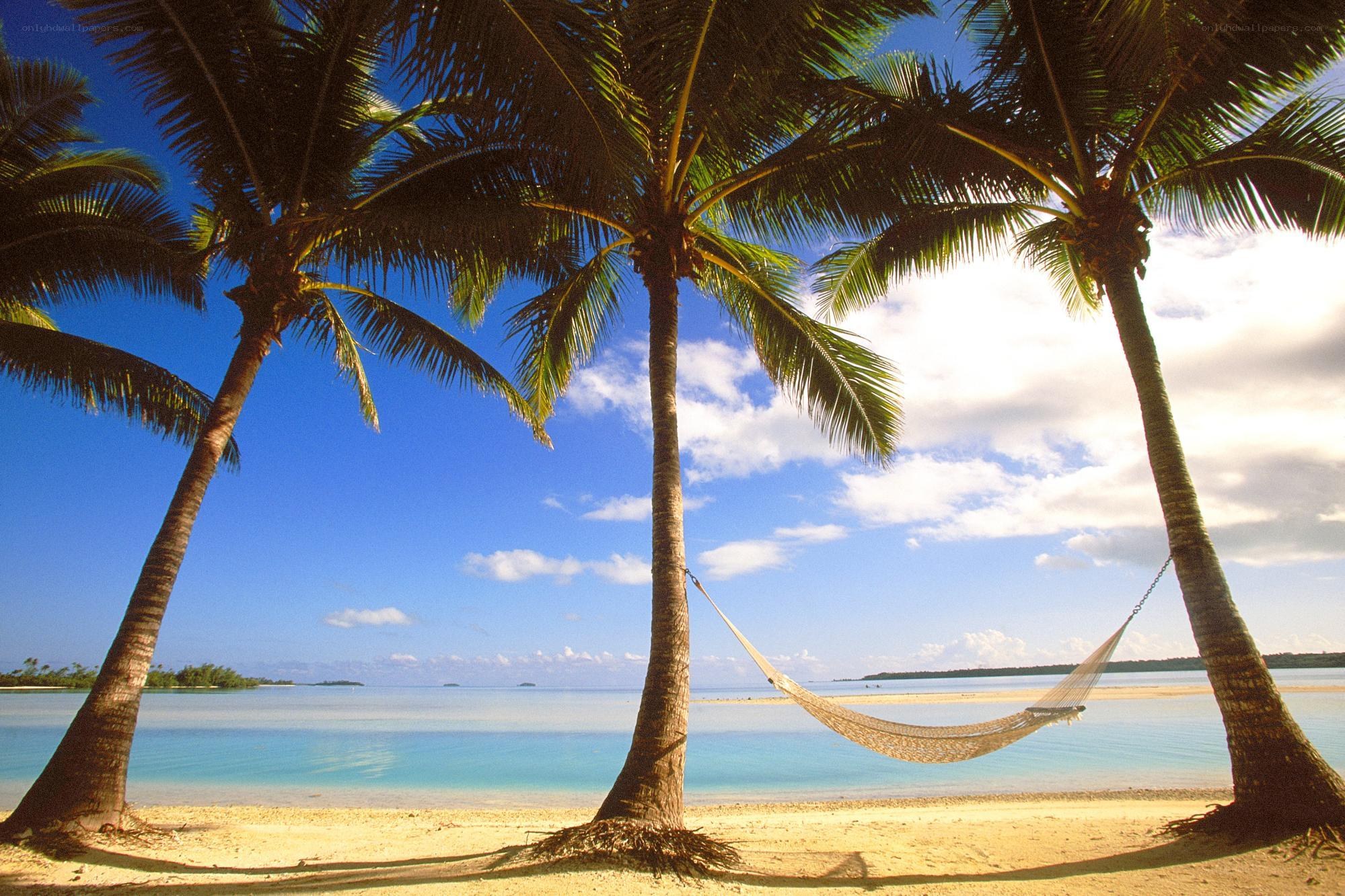 Palm trees and hammock on beach