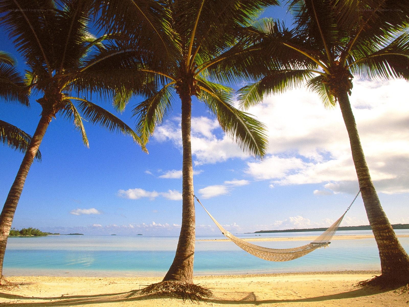 Palm trees and hammock on beach
